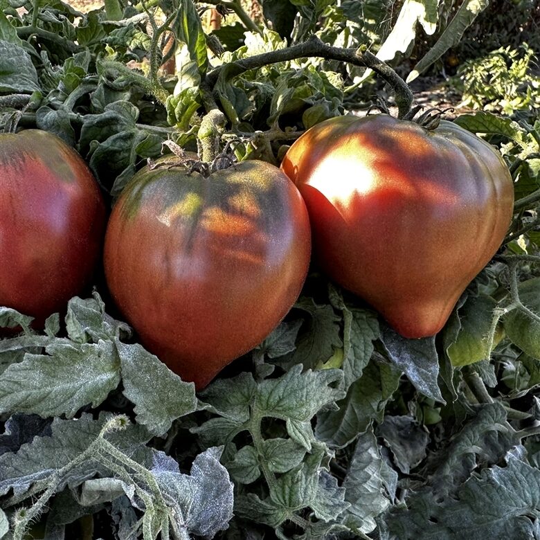Dwarf Heart purple. Zemo, lauka tomātu sēklas. 